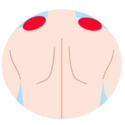 肩