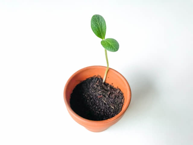 医療脱毛を受けると一生毛が生えなくなるのか？